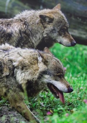 AGGRESSIONE-LUPI.JPG